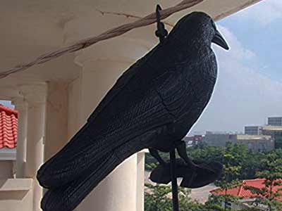 Eloigner les pigeons : Le Guide Anti-Pigeon 2020